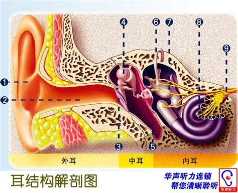 人的耳朵|耳朵的结构图解